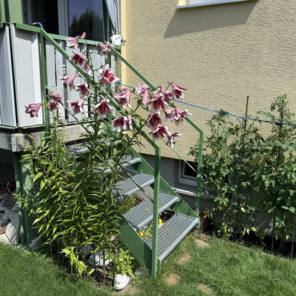 Gartentreppe mit Lilien